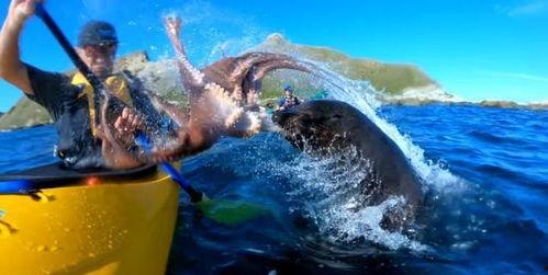 八爪鱼事件吃瓜群众,揭秘网络迷雾中的真相与争议