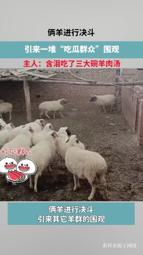 三只羊吃瓜群众视频在线观看