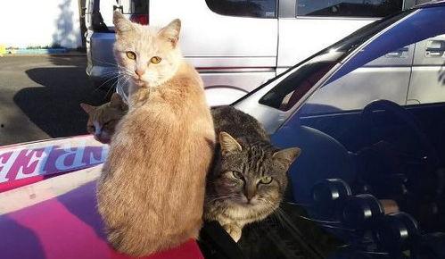 猫咪吃瓜群众的站姿,揭秘站姿背后的趣味解读