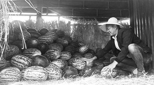 洋县吃瓜群众事件始末视频,一场网络舆论的风波与反思