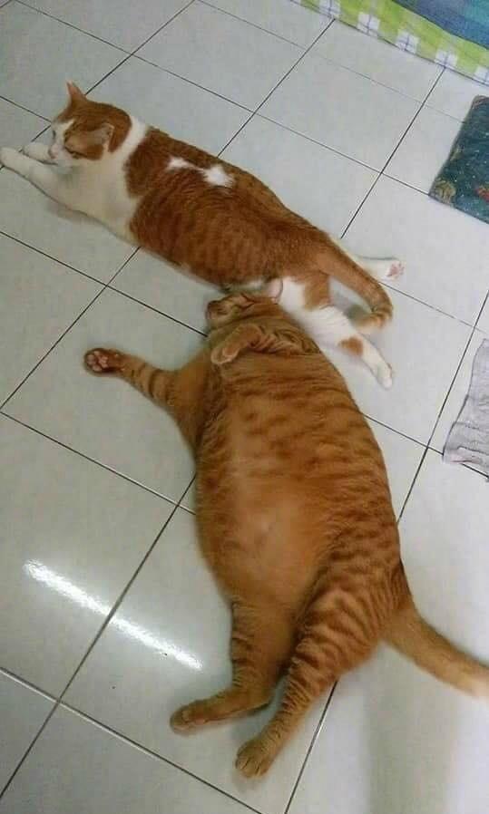 橘猫吃瓜群众,揭秘网络围观背后的趣味与思考