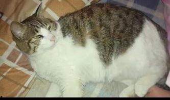 猫咪亲亲吃瓜群众,猫咪亲亲萌动吃瓜群众心