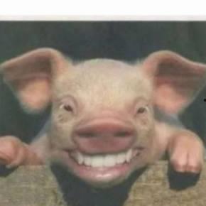 吃瓜群众笑出猪声下一句,揭秘网络流行语背后的趣味与智慧