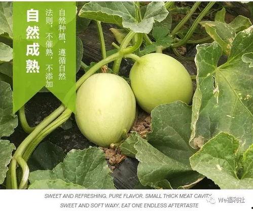 吃瓜群众的木瓜产地,探寻木瓜的神秘产地之旅